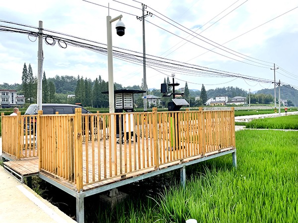 浙江临安：竹林变稻田，田舍喜开颜