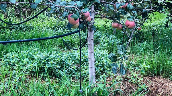 石林县引进jbo竞博水肥一体化技术打造高原...